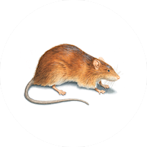 Rodents