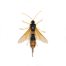 Wasps
